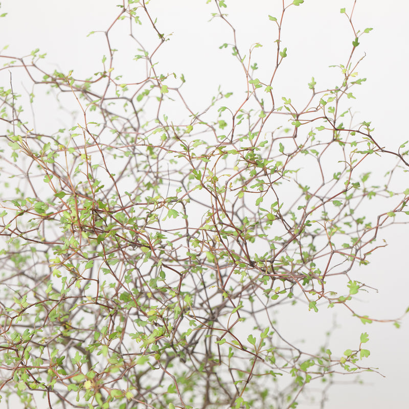 Muehlenbeckia astonii Plants - Outdoor GROW TROPICALS