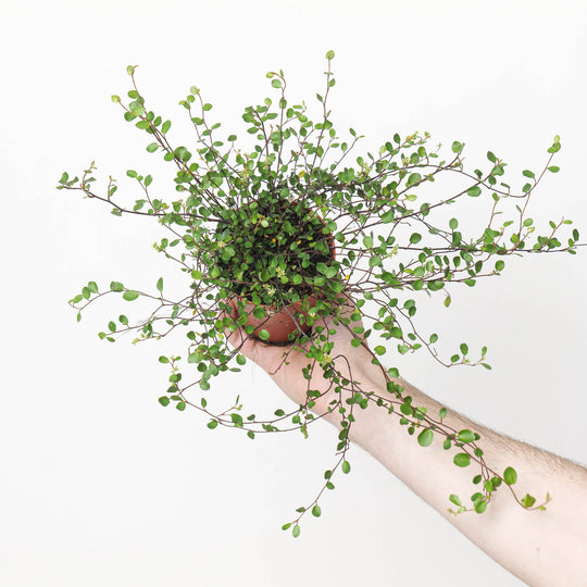 Muehlenbeckia australis