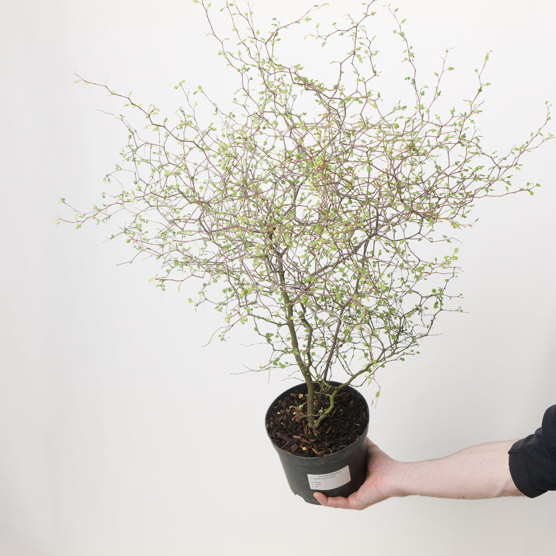 Muehlenbeckia astonii 17cm / 2L Plants - Outdoor GROW TROPICALS