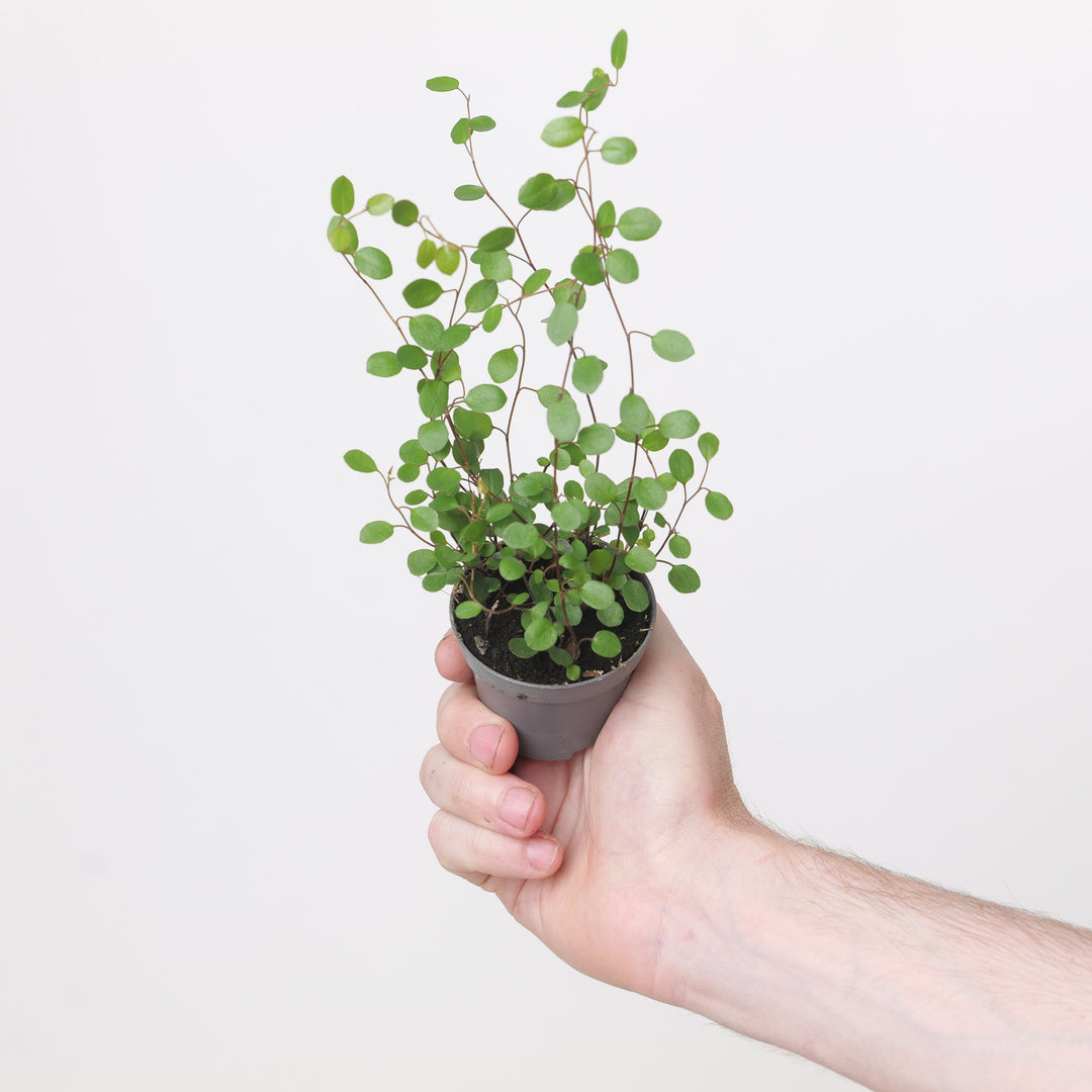 Muehlenbeckia complexa