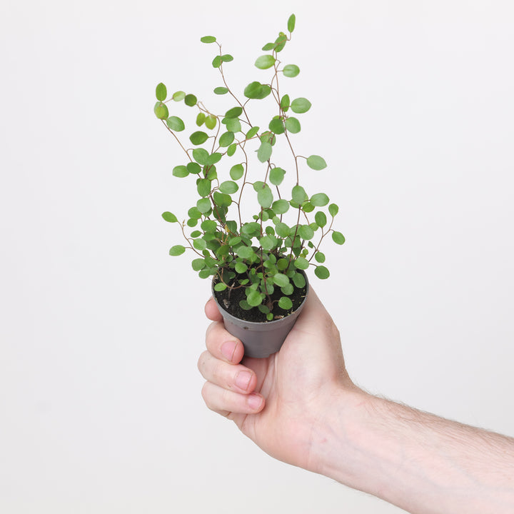 Muehlenbeckia complexa Plants - Outdoor GROW TROPICALS
