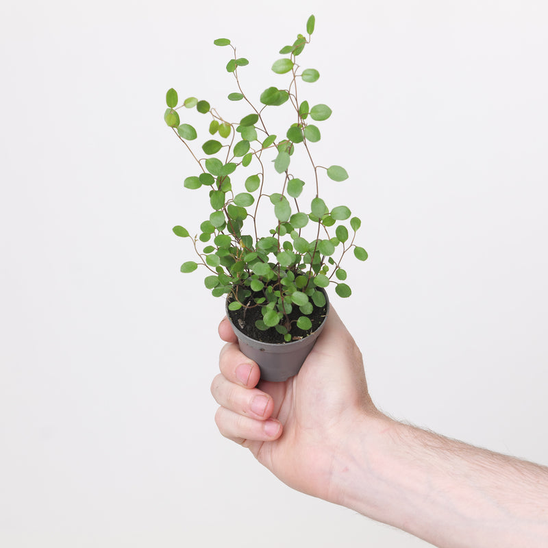 Muehlenbeckia complexa — 6cm