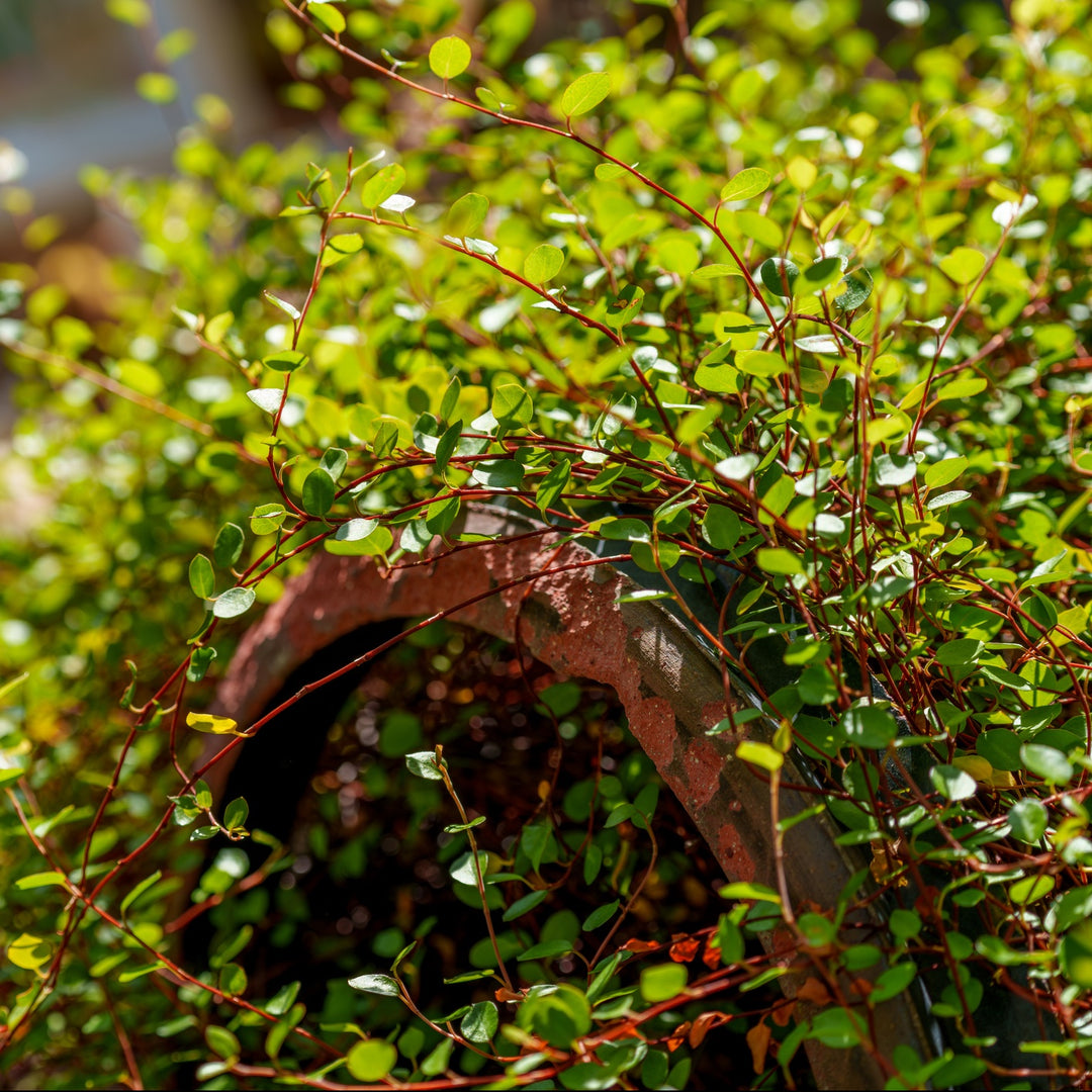 Muehlenbeckia complexa wire vine with wiry red-brown stems and tiny round green leaves trailing over a terracotta pot