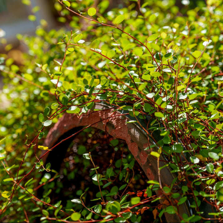 Muehlenbeckia complexa wire vine with wiry red-brown stems and tiny round green leaves trailing over a terracotta pot