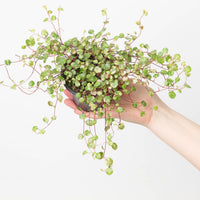 Muehlenbeckia Axillaris variegated