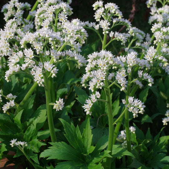 Mukdenia rossii 'Karasuba' Plants - Outdoor GROW TROPICALS