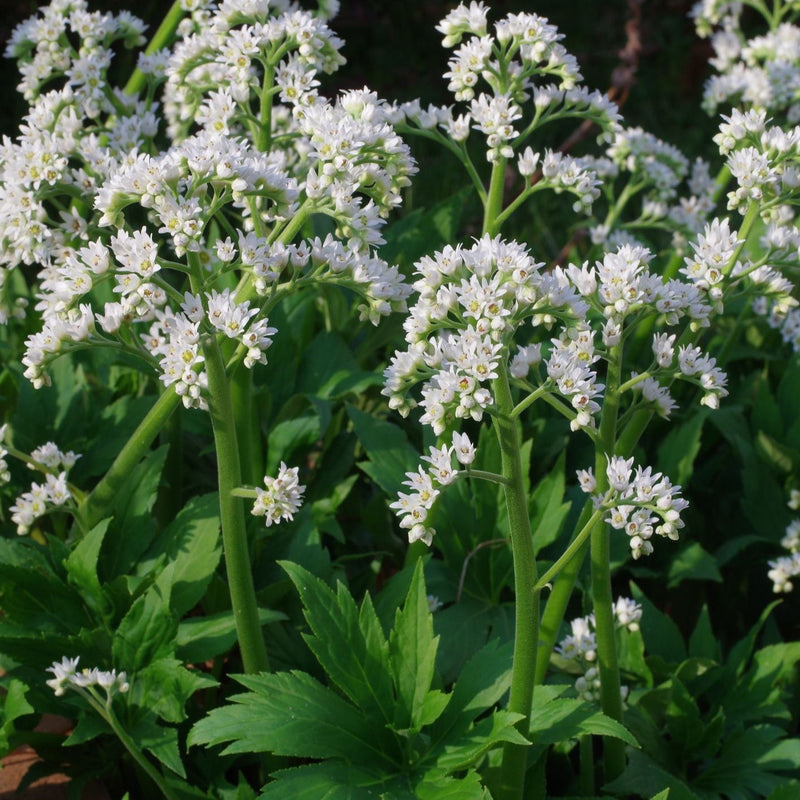 Mukdenia rossii 'Karasuba' Plants - Outdoor GROW TROPICALS