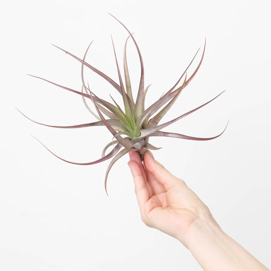 Tillandsia multiflora 'Red' XL Plants GrowTropicals