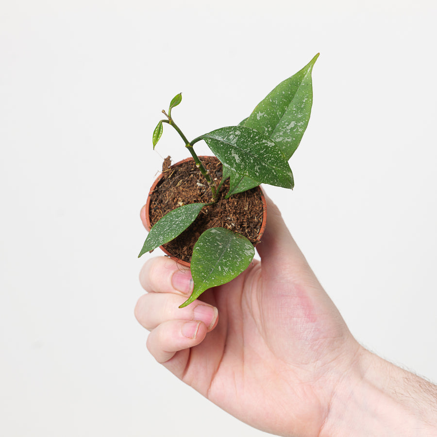 Hoya multiflora 'Splash Short Leaf' - GROW TROPICALS