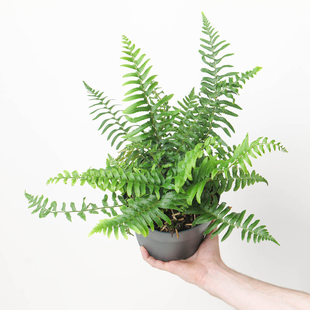 Polystichum munitum
