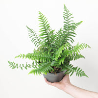 Polystichum munitum