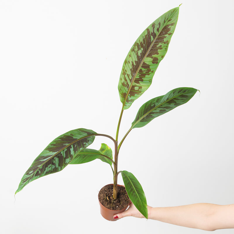 Musa Acuminata 'Zebrina' 14cm Plants GrowTropicals