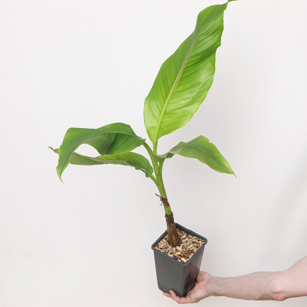 Musa basjoo Plants - Outdoor GROW TROPICALS