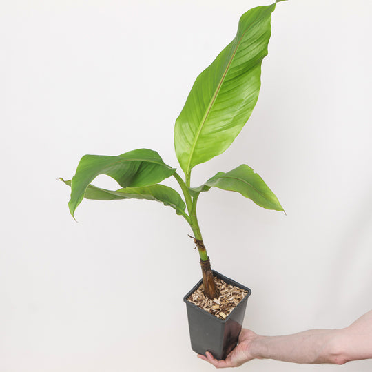 Musa basjoo Plants - Outdoor GROW TROPICALS