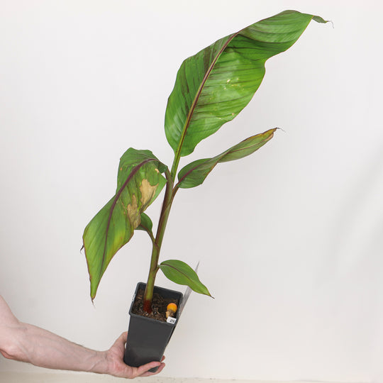 Musa 'Ever Red' Plants - Outdoor GROW TROPICALS