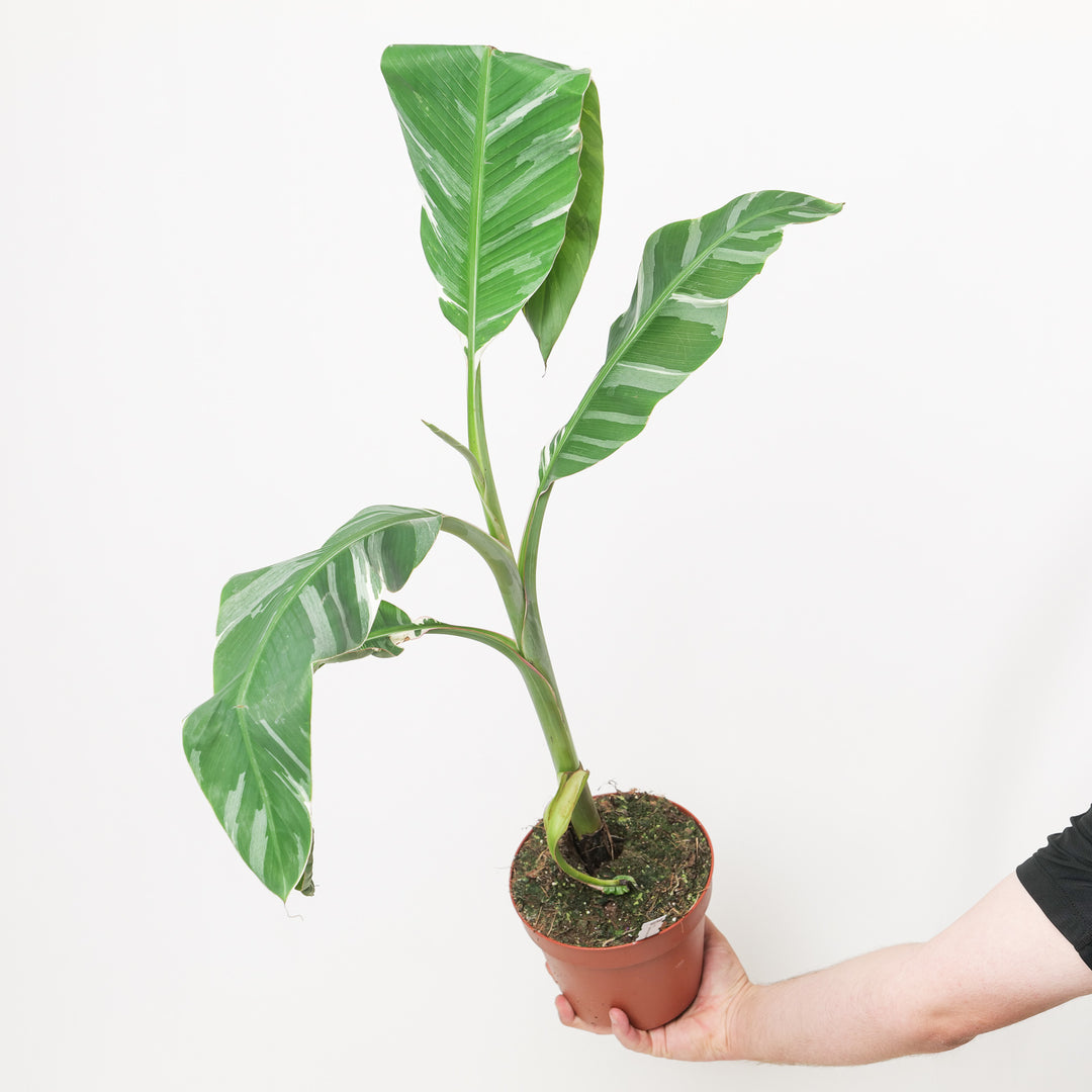 Musa Florida Variegated Plants GrowTropicals