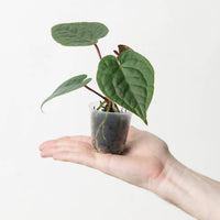 Anthurium (Michelle x Michelle) x Luxurians