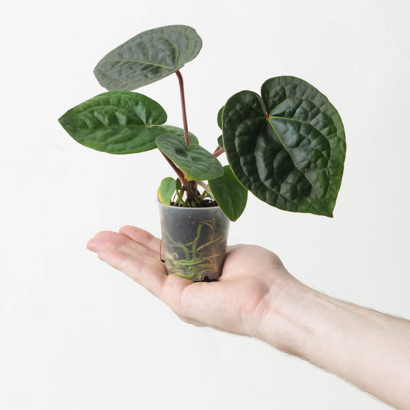 Anthurium (Zarax Michelle) x Luxurians 'Round' 6cm Large Plants GrowTropicals