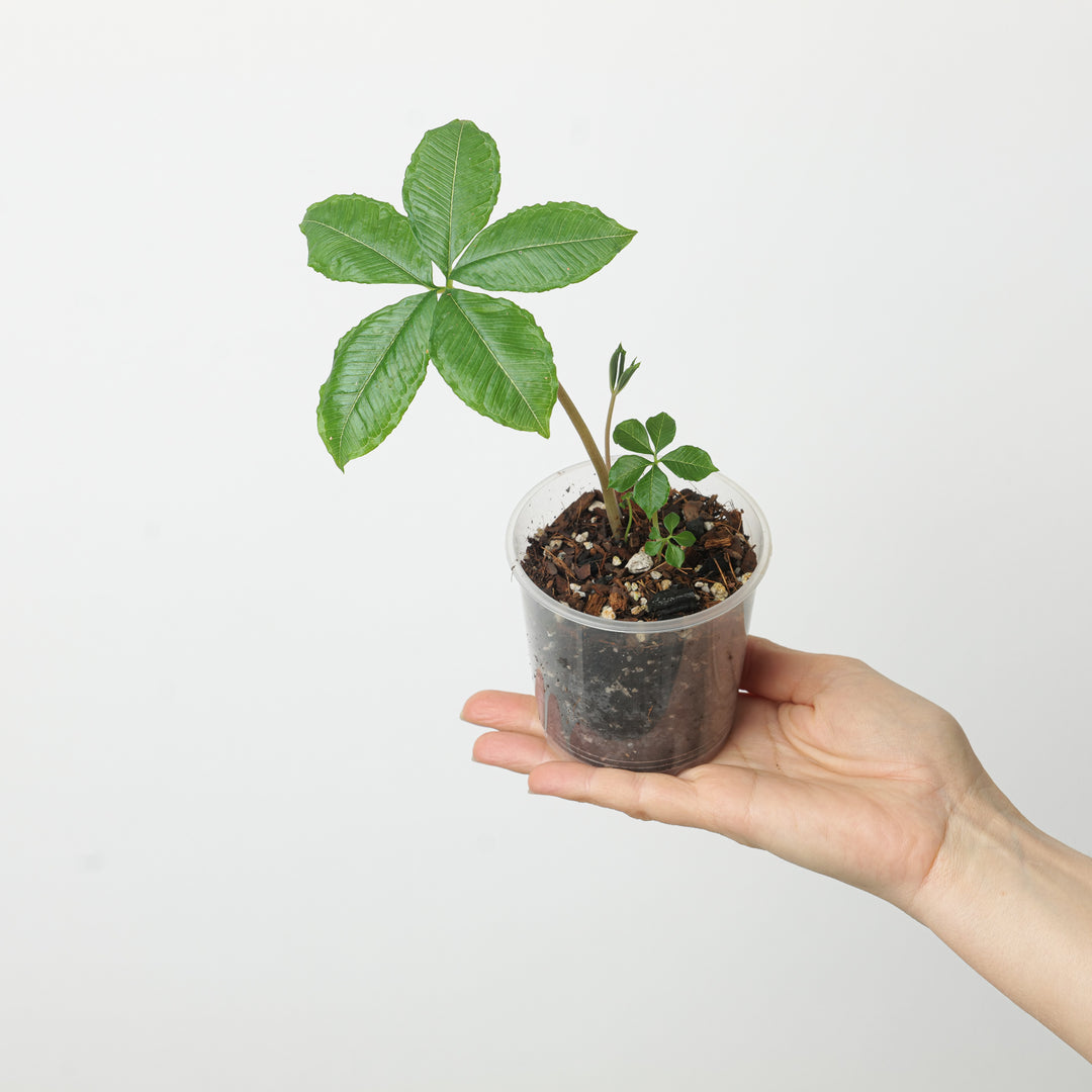 Amorphophallus myosuroides - GROW TROPICALS