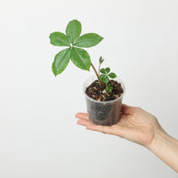 Amorphophallus myosuroides