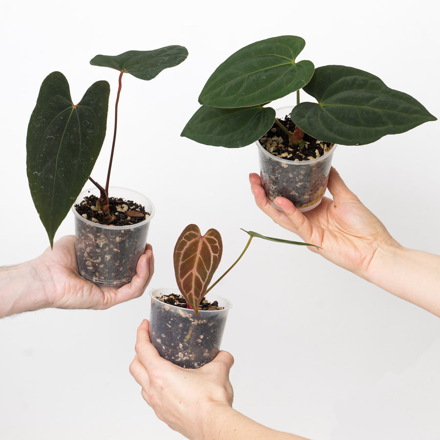 Black Friday Anthurium Hybrid Mystery Box Plants GrowTropicals