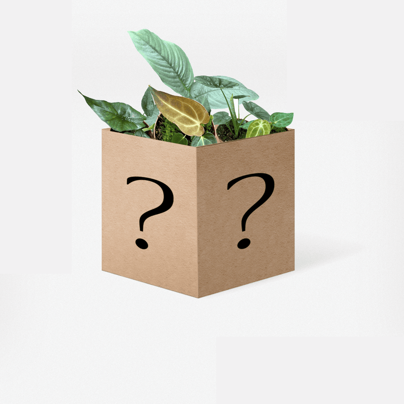 Houseplant Mystery Box Plants GrowTropicals