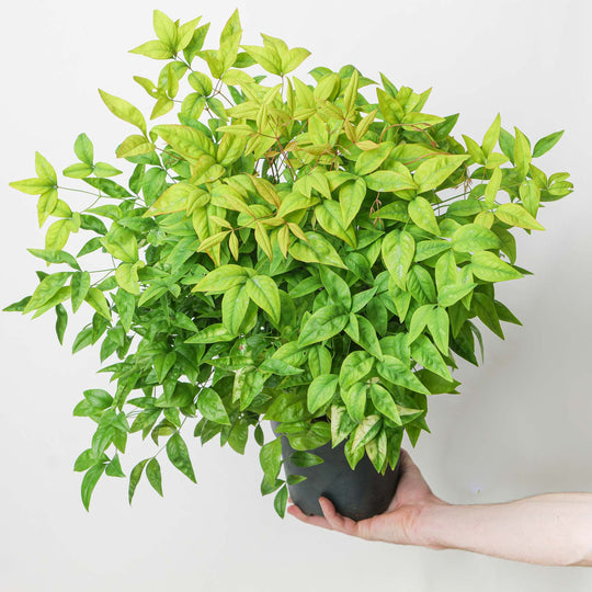 Nandina domestica 'Fire Power' 17cm / 2L Plants - Outdoor GROW TROPICALS