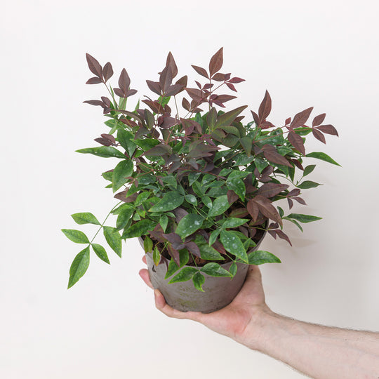 Nandina domestica 'Obsessed' Plants - Outdoor GROW TROPICALS