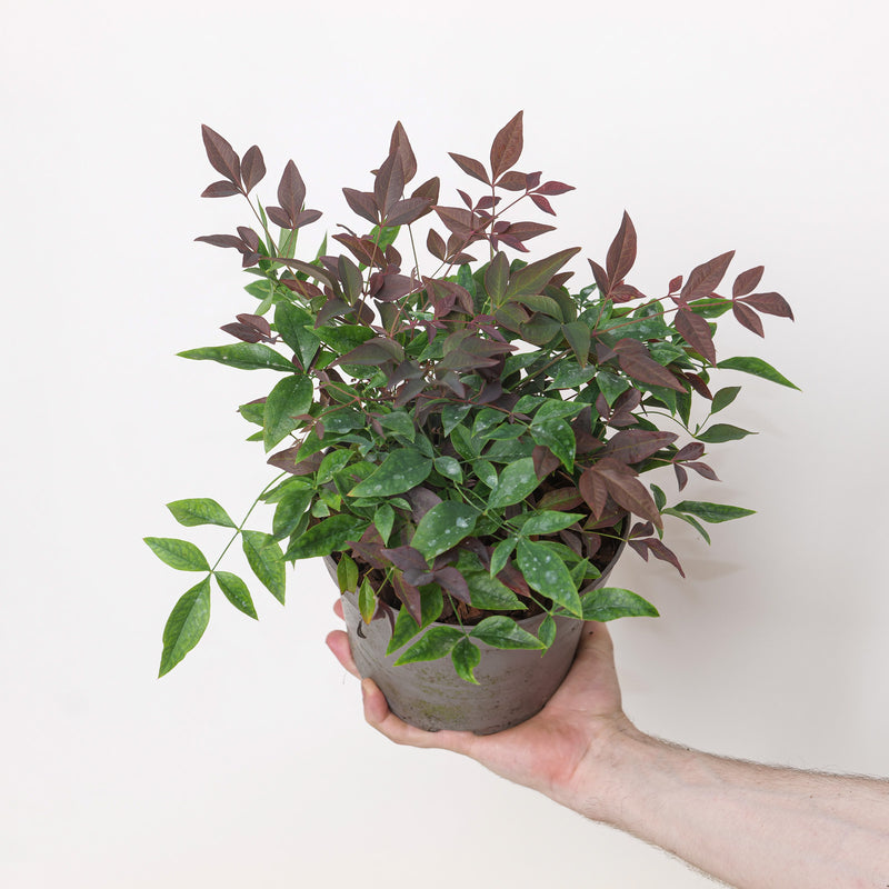 Nandina domestica 'Obsessed' Plants - Outdoor GROW TROPICALS