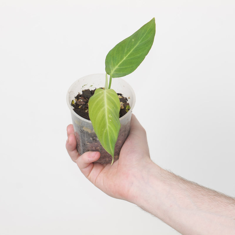 Philodendron nanegalense Plants GrowTropicals