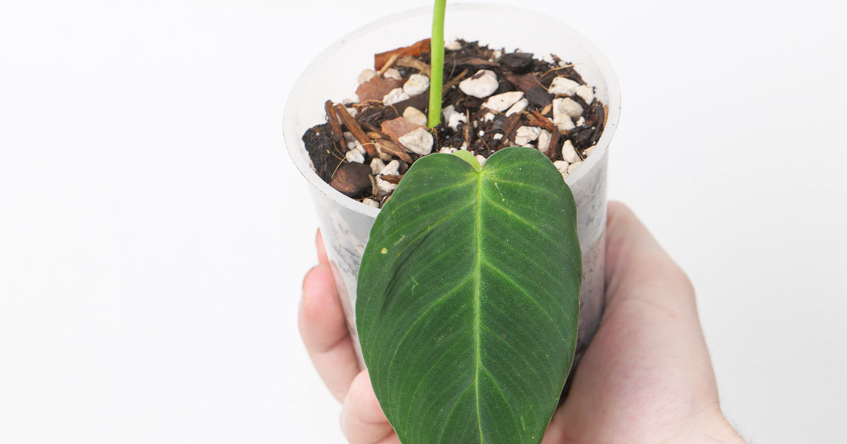 Philodendron nanegalense | Plants