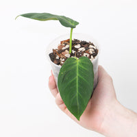 Philodendron nanegalense