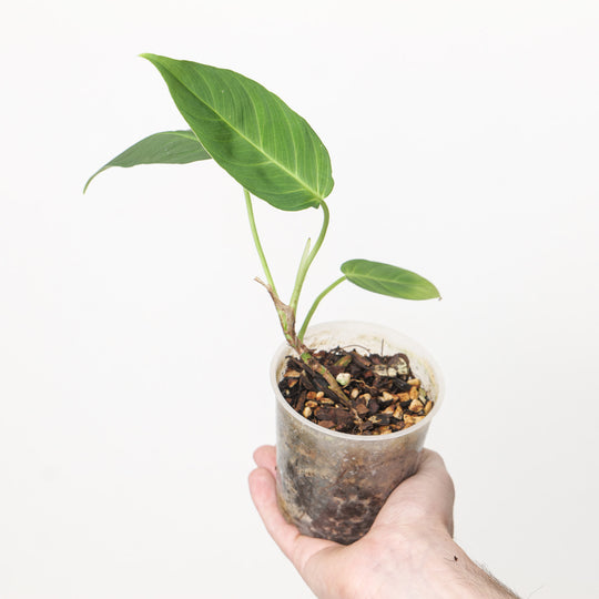 Philodendron nanegalense 9cm (Exact Plant) Plants GrowTropicals