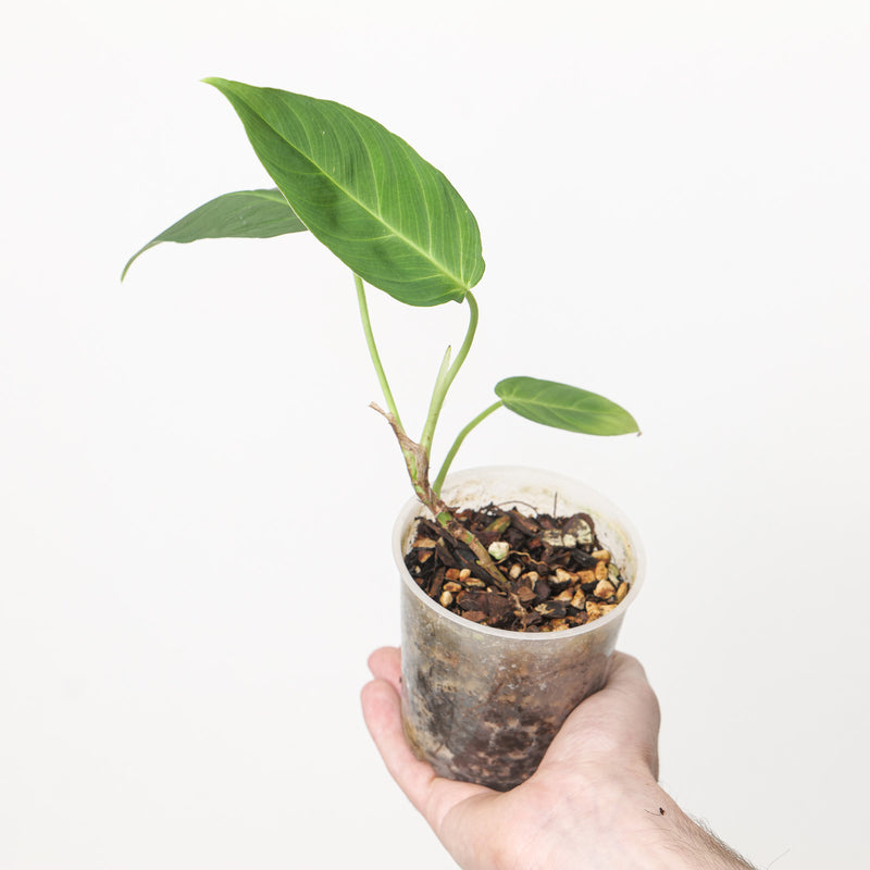 Philodendron nanegalense 9cm (Exact Plant) Plants GrowTropicals