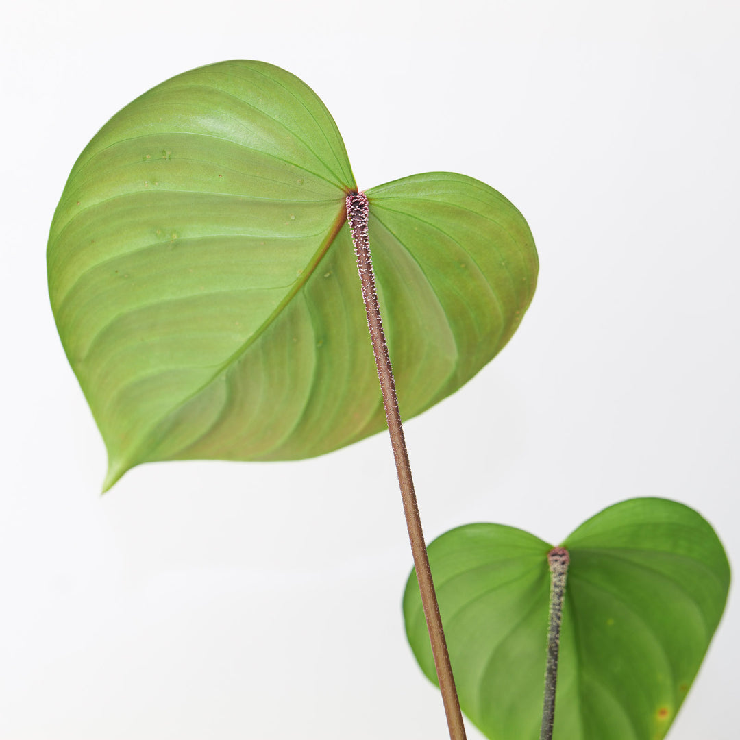 philodendron nangaritense x philodendron werneri Philodendron nangaritense