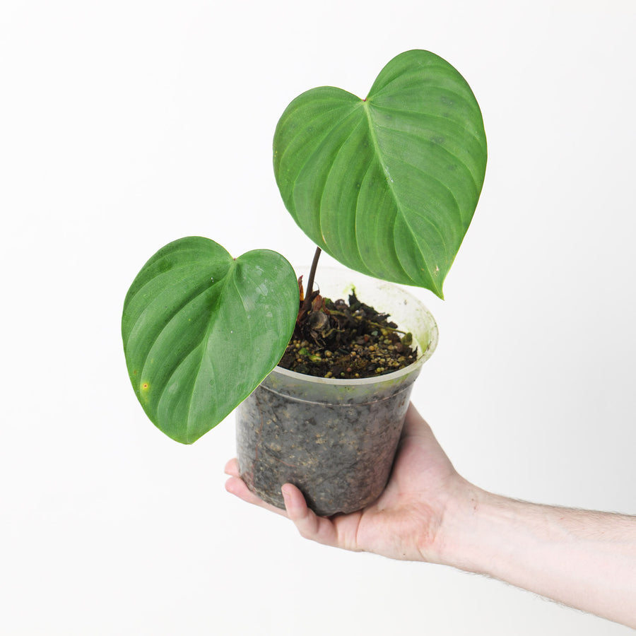 Philodendron nangaritense Plants GrowTropicals