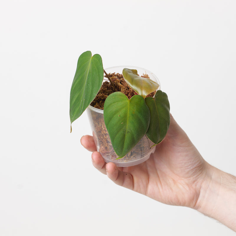 Philodendron nangaritense x werneri Plants GrowTropicals