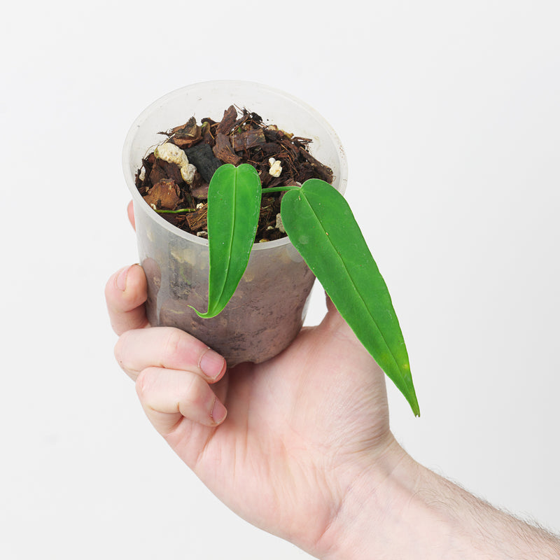 Anthurium nanum — 9cm