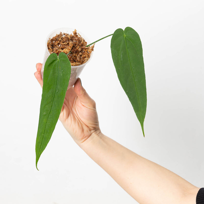 Anthurium nanum Plants GrowTropicals