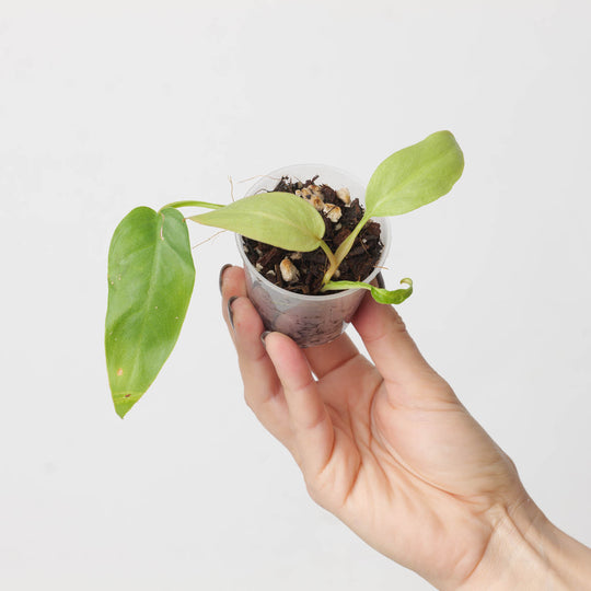 Philodendron sp. Napo Glaucous 6cm Plants GrowTropicals