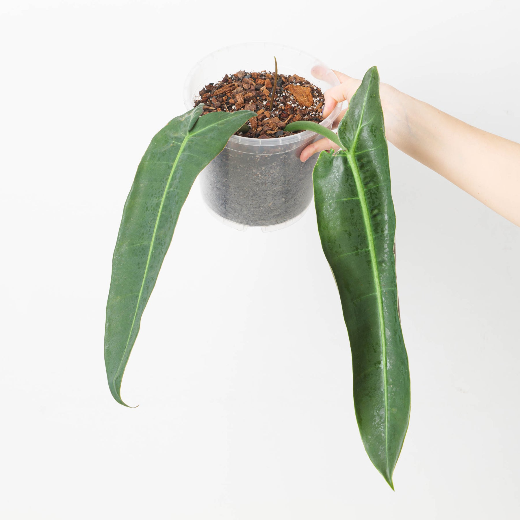 philodendron glaucous Philodendron sp. Napo