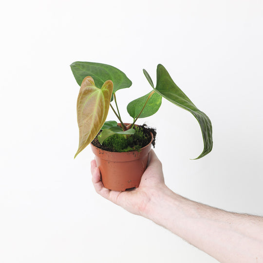 Anthurium sp. Napo Plants GrowTropicals