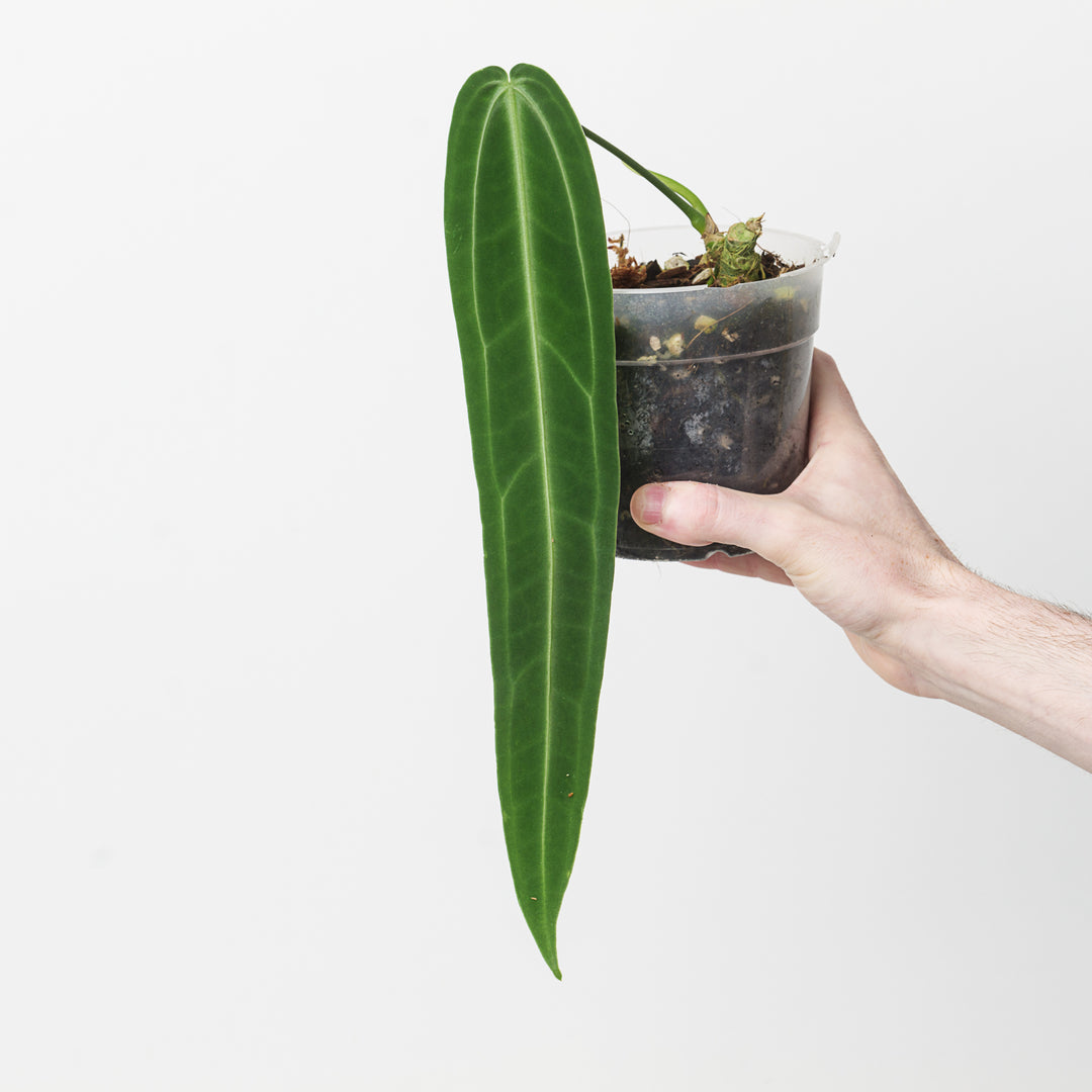 anthurium warocqueanum growth rate Anthurium warocqueanum | Plants