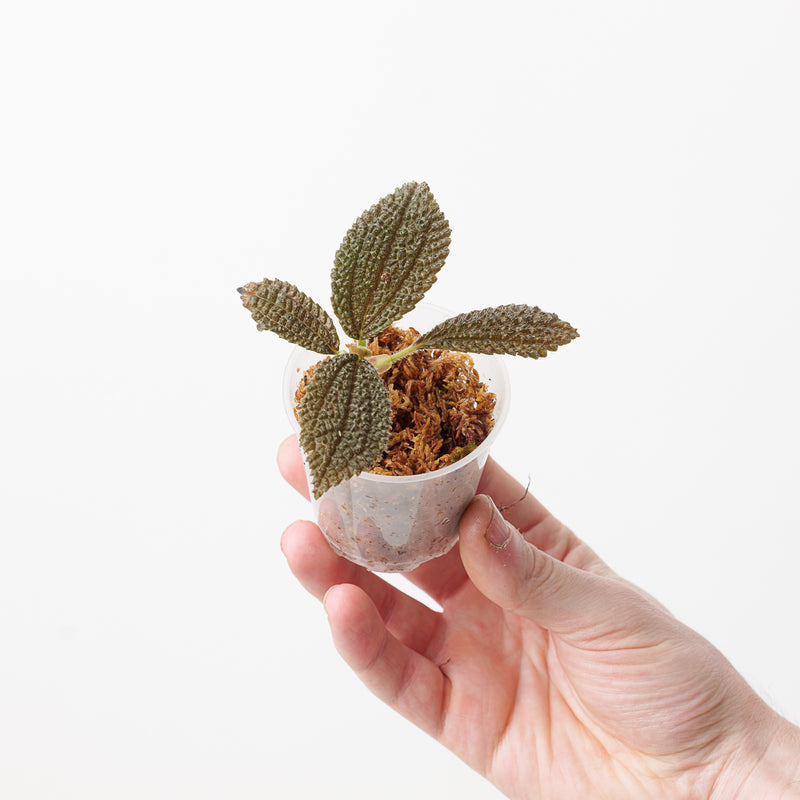 Nautilocalyx sp. 6cm Plants GrowTropicals