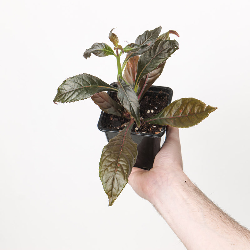 Nautilocalyx lynchii Plants GrowTropicals