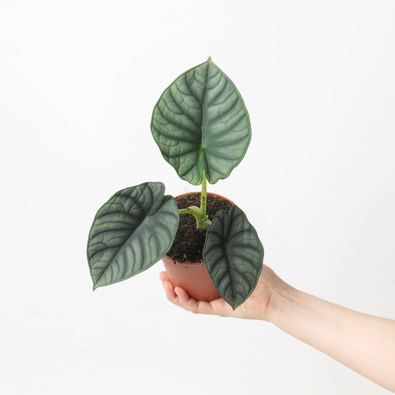 Alocasia 'Nebula' 12cm Plants GrowTropicals