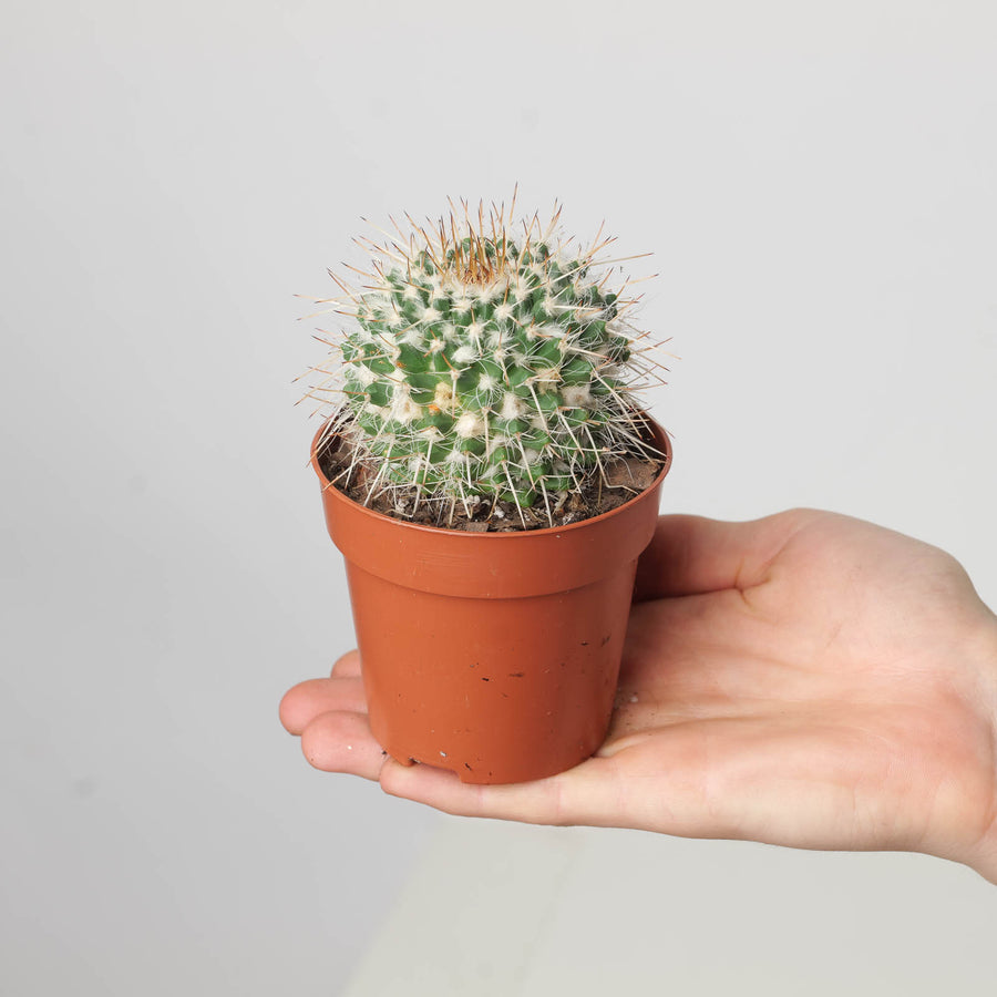 Mammillaria nejapensis - GROW TROPICALS