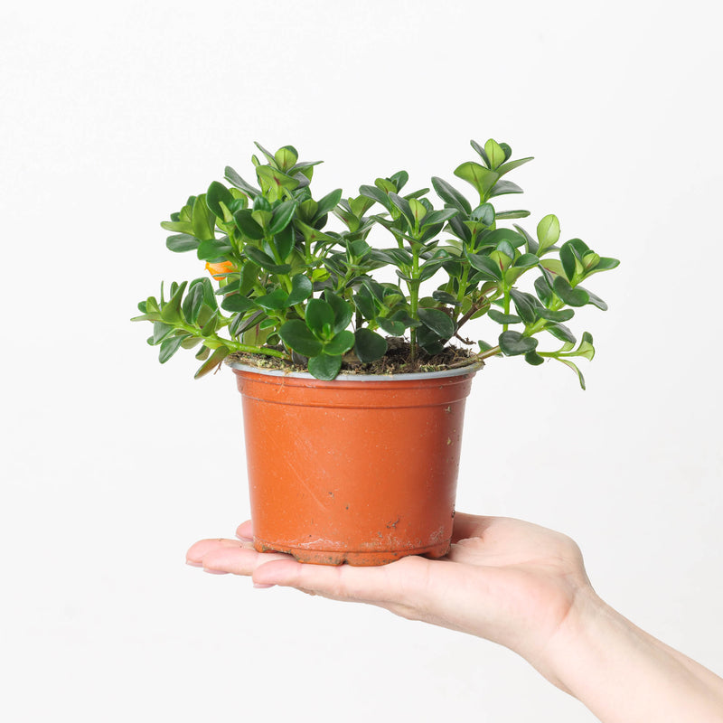 Nematanthus gregarius | Goldfish Plant Plants GrowTropicals