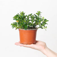 Nematanthus gregarius | Goldfish Plant