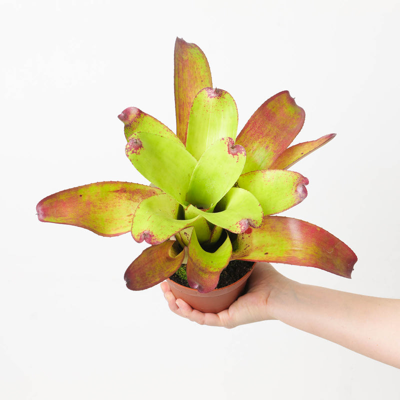 Neoregelia NOID #2 Plants GrowTropicals